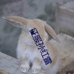 征服孙(孫)红(紅)雷