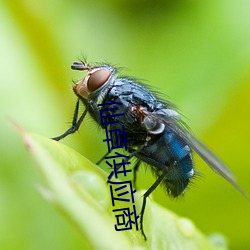 仙草供应商