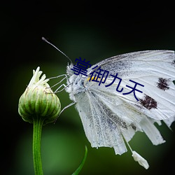 掌(掌)御(禦)九天