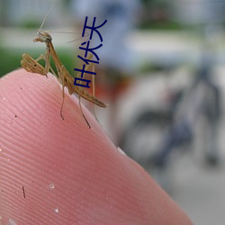 叶伏(伏)天