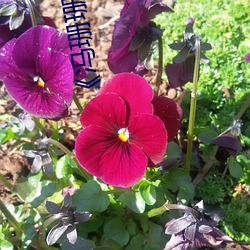 《冯珊珊挑战主(zhǔ)人(rén)的新任务视频》全集手机免费观看