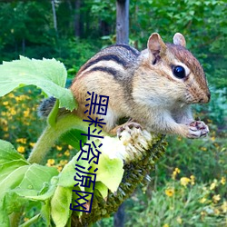 黑料资源网