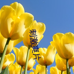 刺(cì)激爽(shuǎng)片