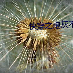 快穿之炮(炮)灰(灰)不伤悲