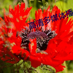 高清多媒體播放器