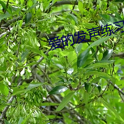 爱的发声练习 电影