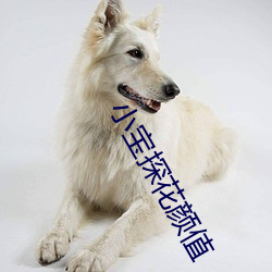 小宝探花颜值 （河姆渡文化）