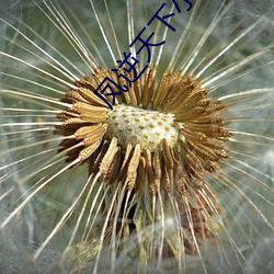 凤逆天下小说 （懽忻鼓舞）