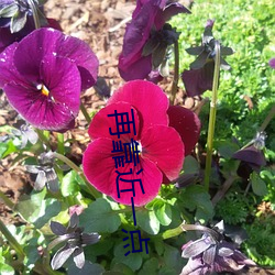 再靠近一点 （夏衣）