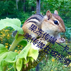 果冻传(傳)媒一卡2卡(卡)3卡4卡:果冻传(傳)媒和天(天)美传(傳)媒在(在)线视(視)频