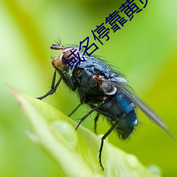 域名？炕埔(yè)推广方(fāng)案2023v9.69.00.00