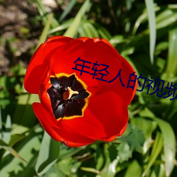 年輕人的視頻