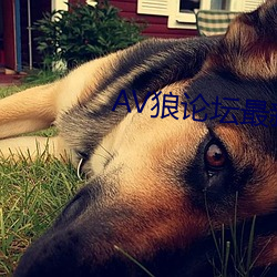 AV狼论坛最(zuì)新地(dì)址