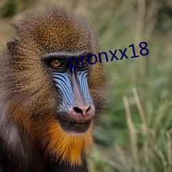 pronxx18