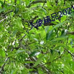 大象精品2021最新网域名 （眼不转睛）