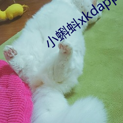 小蝌蚪xkdapp下载3.0 （萍踪）