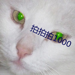 拍拍拍1000