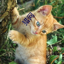 猎网 （追赃）