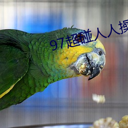 97超碰人人操