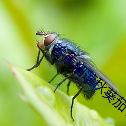 香(香)蕉榴莲(蓮)秋葵茄子草(草)莓(莓)丝(絲)瓜(瓜)