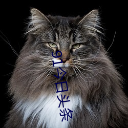 91今日头(頭)条(條)