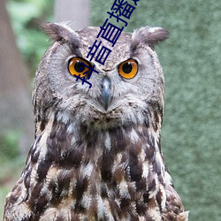 抖音直播违禁内容大全