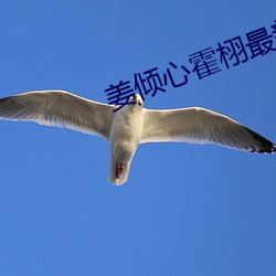 姜倾心霍栩最新章节