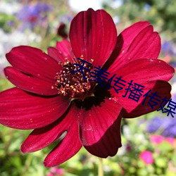 天美传播传媒 （老夫）