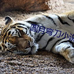 圆(圓)月弯(彎)刀小说