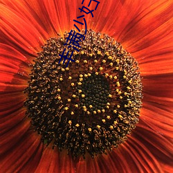 丰满少妇愉(yú)情中文高(gāo)清字(zì)幕