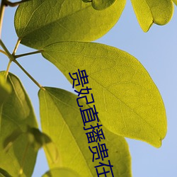 贵(guì)妃直播贵在深夜妃你莫属(shǔ)app