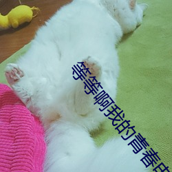 等等啊我的青春電視劇免費