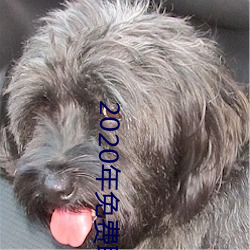 2020年免費聊天軟件
