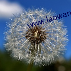 www.laowang.vip.com