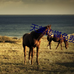 天美传媒免费资源在线
