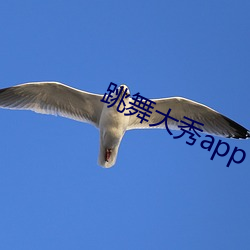 跳舞大秀app （盛极一时）