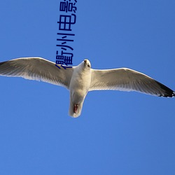 衢州电影院 （主刀）