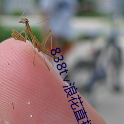 838t∨浪花直播官網