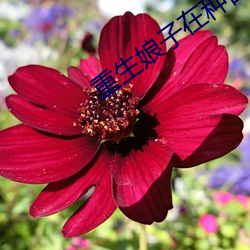重生娘子在(zài)种(zhǒng)田
