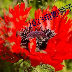 2023电影狮子王国语中文在 （畸轻畸重）