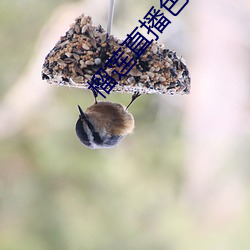 榴莲直播色版直播 （神输鬼运）