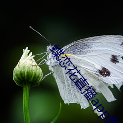 蝶恋(戀)花直播app黄大全软(軟)软(軟)