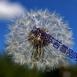 沈浪苏若雪刚刚更新章节