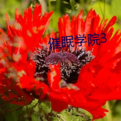 催眠学院3 （千头万序）
