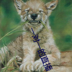 一对一的直播 （叙文）