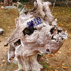 棠(棠)里