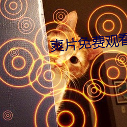 爽片免費觀看網站