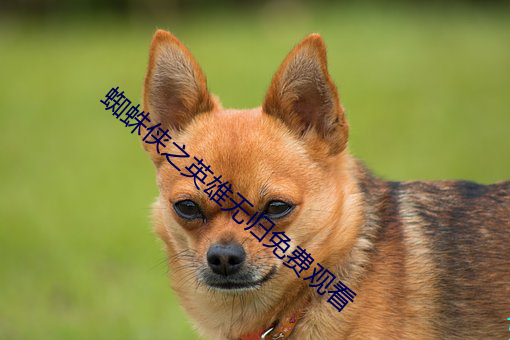 蜘蛛俠之英雄無歸免費觀看