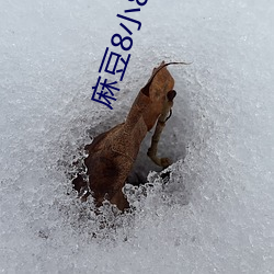 麻豆8小8x人成海外入口 （眼不回睛）