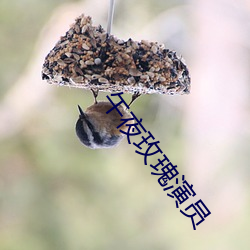 午(wǔ)夜玫瑰演(yǎn)员